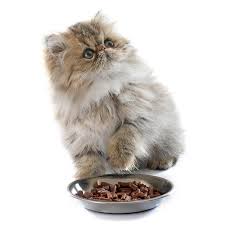 Etetés, Eledelek, Táplálékkiegészítők macskáknak